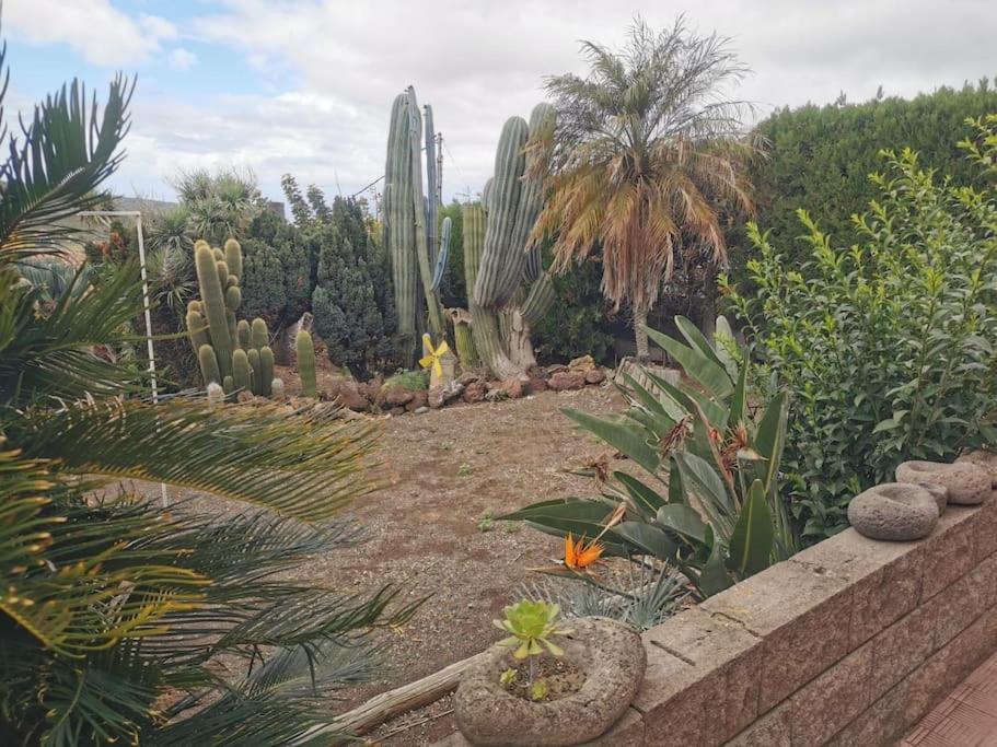Los Cactus Santa Cruz de Tenerife Buitenkant foto
